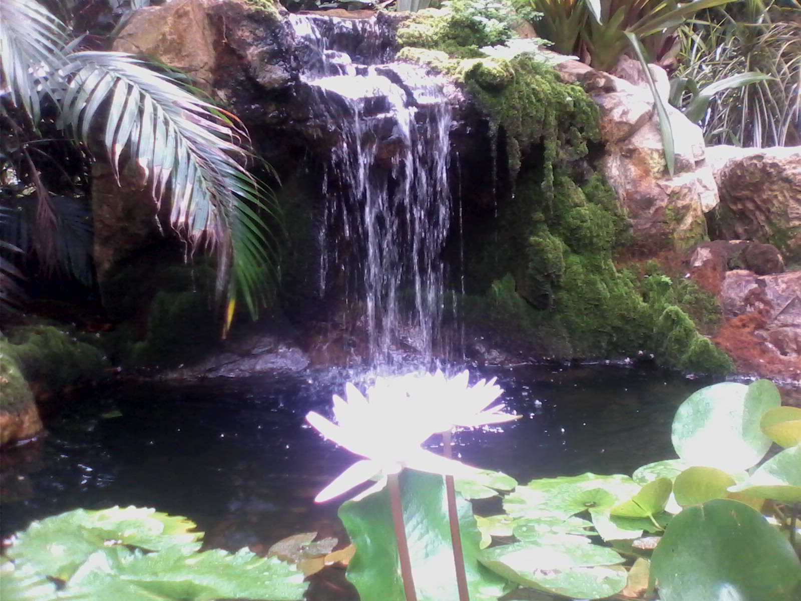 a heavenly lotus in a sunken garden, florida, samsara